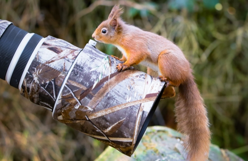 Red squirrel 