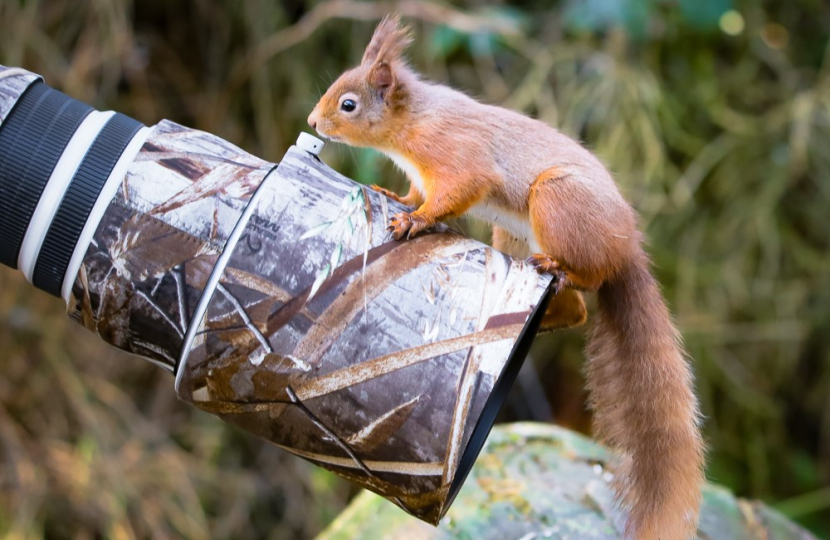 Red Squirrel