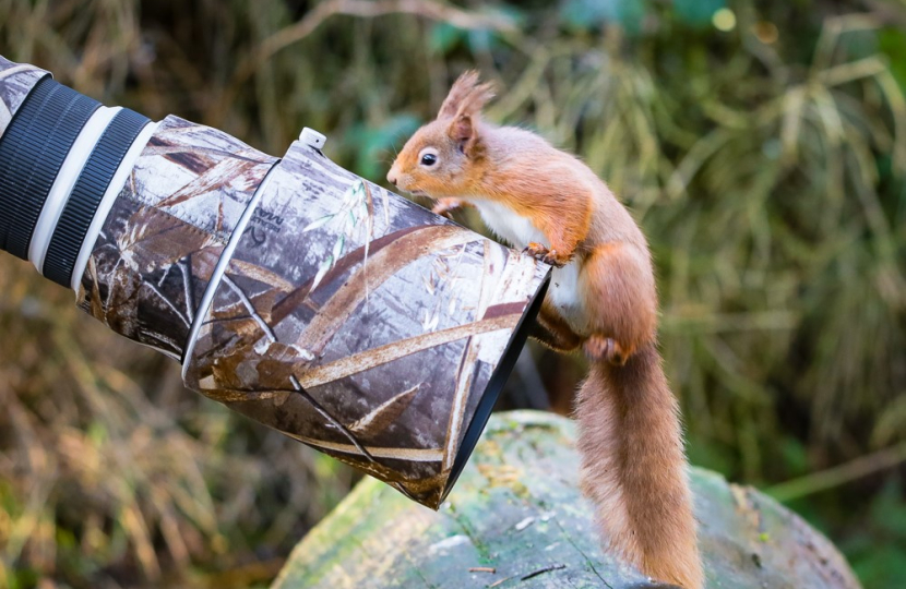 Red squirrel