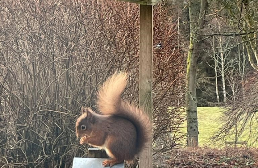 Red Squirrel