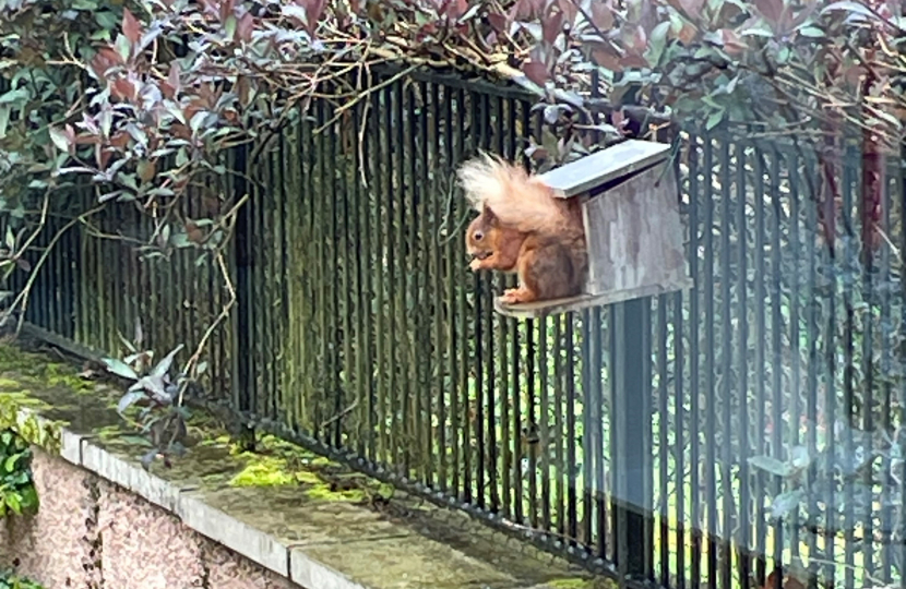  beautiful red squirrel