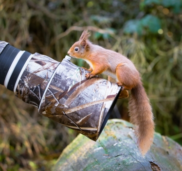 Red squirrel 