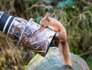 Red squirrel