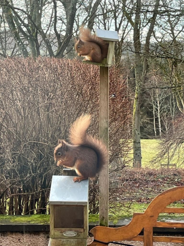 Red Squirrel