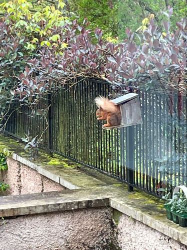  beautiful red squirrel